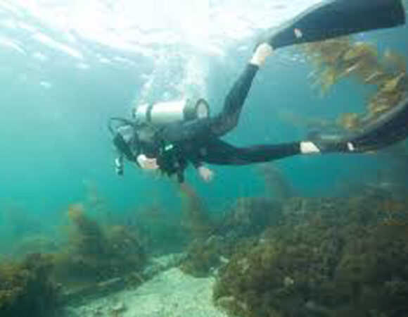 Scuba Diving At Catalina island