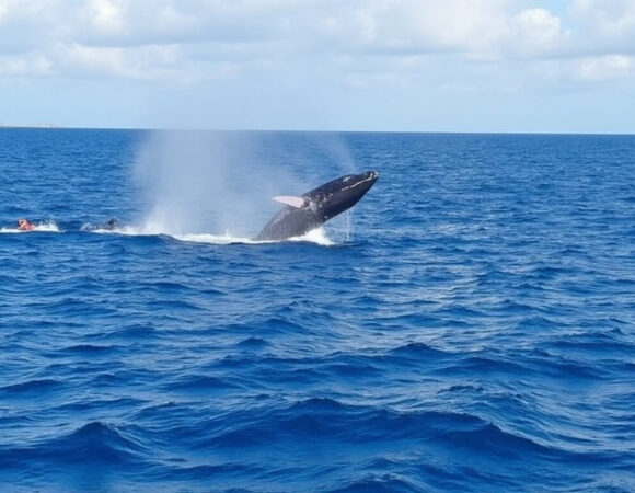 Whale watching & Bacardi island